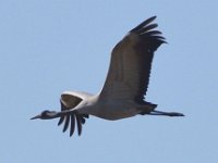 Kranich (Grus grus)  26